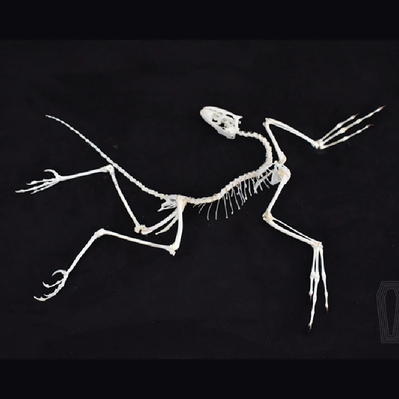 Fossil Replica Display - 2120 Archeopteryx Fossiel Kunst Wanddecoratie Beenderenreplica