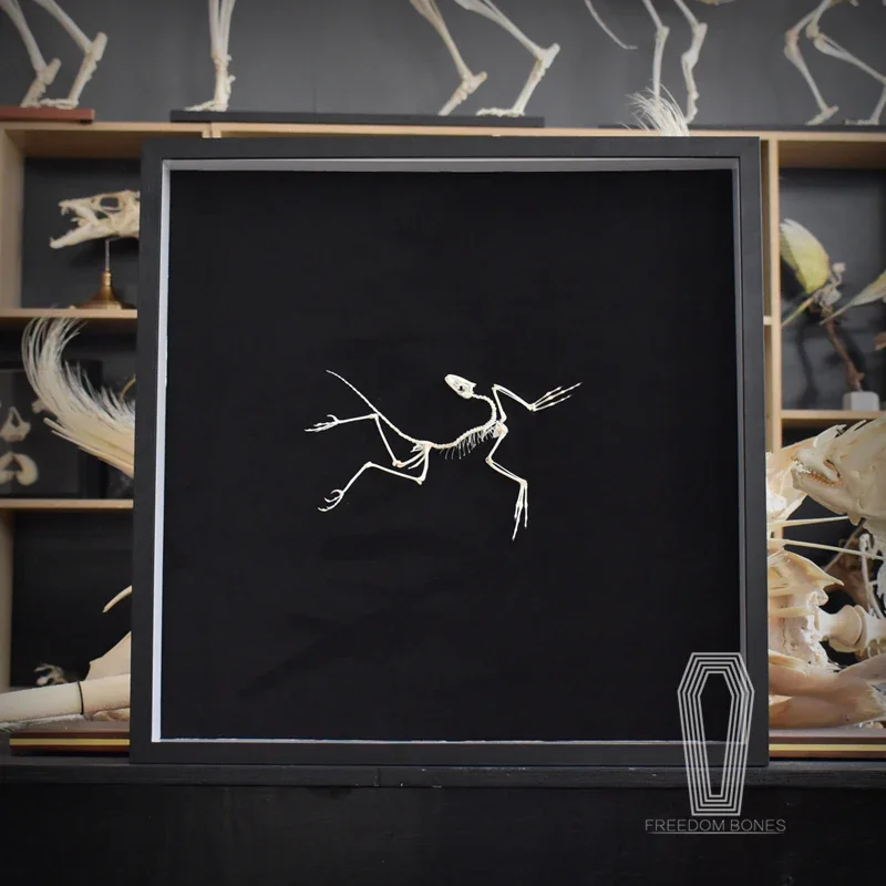 2120 Archeopteryx Fossiel Kuns - Fossil Replica Display recensie en prijs