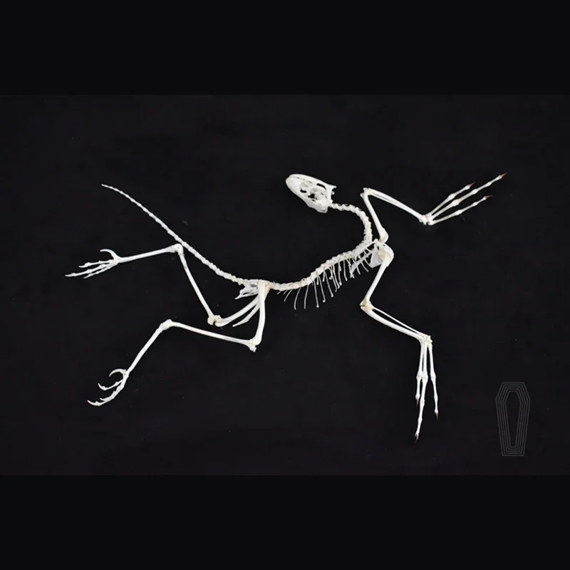 2120 Archeopteryx Fossiel Kuns - Fossil Replica Display recensie en prijs