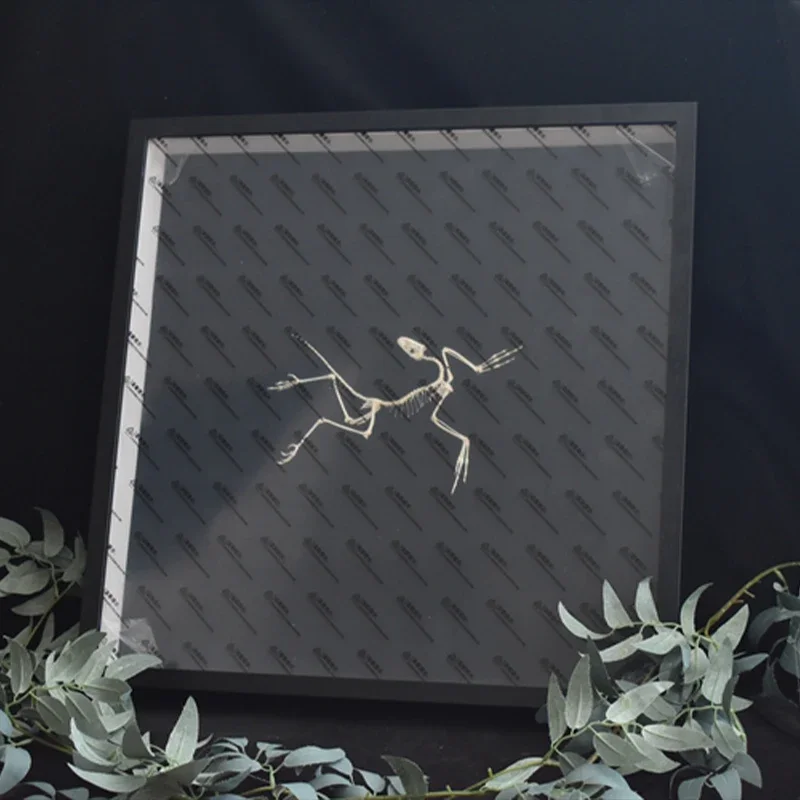 2120 Archeopteryx Fossiel Kuns - Fossil Replica Display recensie en prijs
